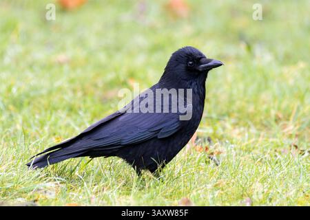 A Carrion crow (Corvus corone) walking through the grass, searching for food, highlighting its striking black plumage and sharp beak. Stock Photo