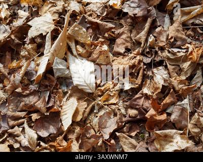 Leaf litter on forest floor,Quebec,Canada Stock Photo