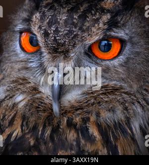 European Eagle Owl, Bubo bubo, Cantabria, Spain Stock Photo