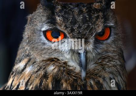 European Eagle Owl, Bubo bubo, Cantabria, Spain Stock Photo