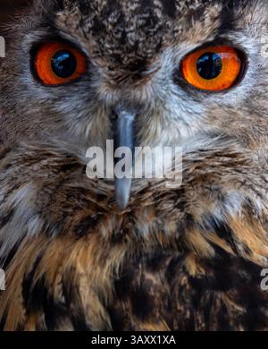 European Eagle Owl, Bubo bubo, Cantabria, Spain Stock Photo