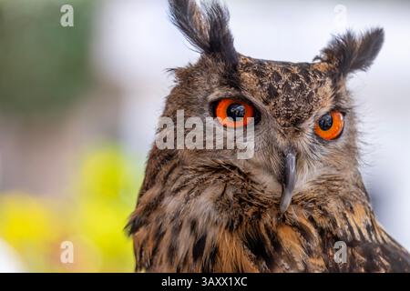 European Eagle Owl, Bubo bubo, Cantabria, Spain Stock Photo