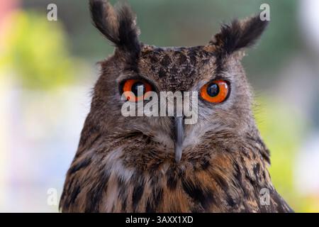 European Eagle Owl, Bubo bubo, Cantabria, Spain Stock Photo