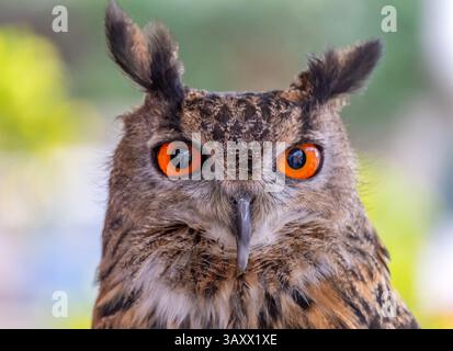 European Eagle Owl, Bubo bubo, Cantabria, Spain Stock Photo
