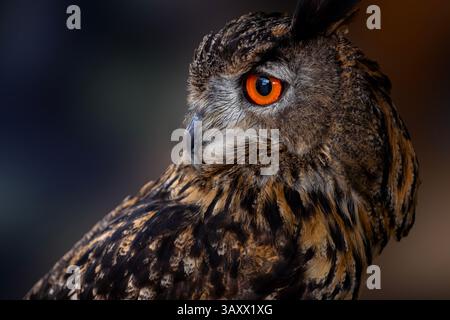 European Eagle Owl, Bubo bubo, Cantabria, Spain Stock Photo