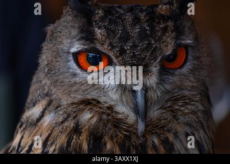 European Eagle Owl, Bubo bubo, Cantabria, Spain Stock Photo