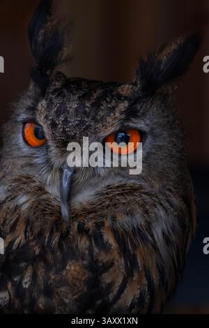 European Eagle Owl, Bubo bubo, Cantabria, Spain Stock Photo