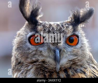 European Eagle Owl, Bubo bubo, Cantabria, Spain Stock Photo