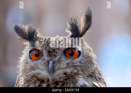 European Eagle Owl, Bubo bubo, Cantabria, Spain Stock Photo