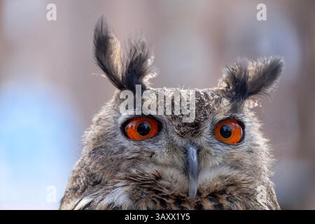 European Eagle Owl, Bubo bubo, Cantabria, Spain Stock Photo