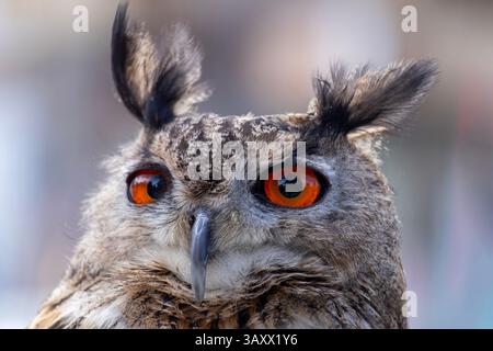 European Eagle Owl, Bubo bubo, Cantabria, Spain Stock Photo