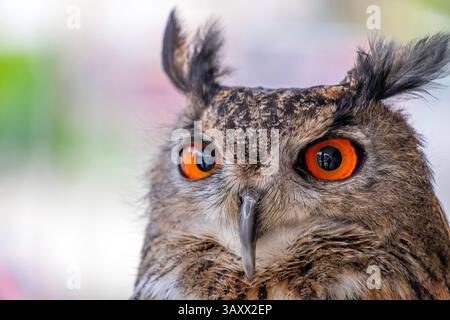 European Eagle Owl, Bubo bubo, Cantabria, Spain Stock Photo