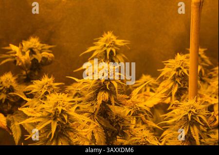 Oct 4, 2016 - Eugene, Oregon, U.S. - An indoor grow tent with near ripe pot plants under a grow light in a residential closet. California is set to vote on Proposition 64, a referendum on California's November ballot that would legalize cultivation, sale and recreational use of marijuana. (Credit Image: © Shalan Stewart/ZUMA Wire/ZUMAPRESS.com) Stock Photo