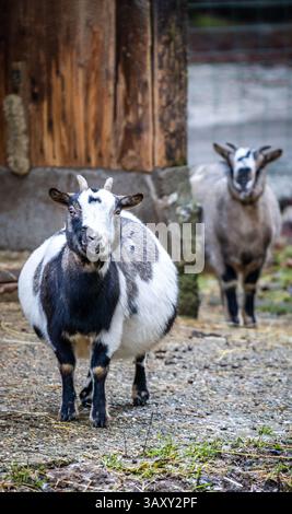 Two goats standing near a rustic wooden structure in a farm setting with a natural background Stock Photo