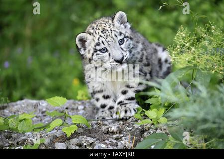 Snow leopard (Uncia uncia), young, sitting on rocks, alert, curious, portrait, endangered species, captive Stock Photo