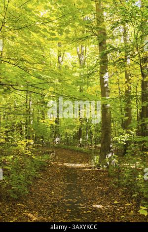 Winding dirt walking trail covered with fallen leaves in mixed forest of backlit Acer - Maple, Betula - Birch and Quercus - Oak trees in autumn, Quebe Stock Photo