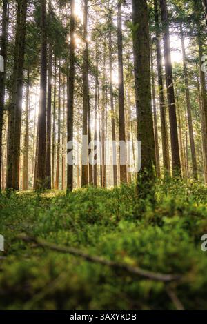 A forest with tall trees in soft sunlight and moss on the ground, Calw, Black Forest, Germany, Europe Stock Photo