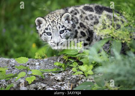 Snow leopard (Uncia uncia), young, sitting on rocks, alert, curious, portrait, endangered species, captive Stock Photo