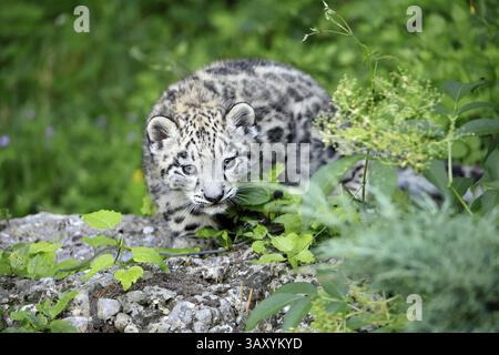 Snow leopard (Uncia uncia), young, sitting on rocks, alert, curious, portrait, endangered species, captive Stock Photo