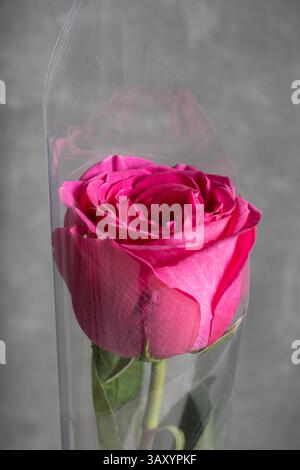 Beautiful pink rose in vase on grey background, closeup Stock Photo