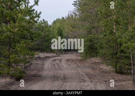 Rural road in spring pine forest Stock Photo