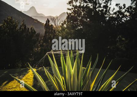 Spiderweb on Agave Leaves with Distant Mountain View at Golden Hour - Itaipava, Brazil Stock Photo