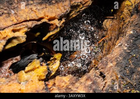 Delicate spider web among forest floor branches, covered in morning dew. A glistening trap woven at ground level in the woodland microhabitat. Stock Photo