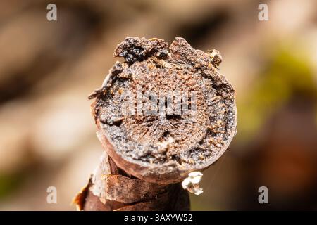 A Metellina merianae spider perched on a branch, displaying its intricate web and characteristic body structure in its natural forest habitat. Stock Photo