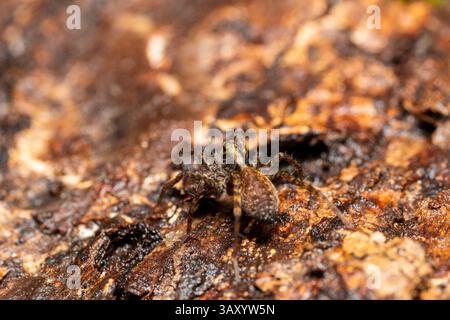 Pardosa saltans, a ground-dwelling wolf spider species from the Lycosidae family, actively hunting in natural habitat without building webs. Stock Photo