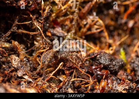 Pardosa saltans, a ground-dwelling wolf spider species from the Lycosidae family, actively hunting in natural habitat without building webs. Stock Photo