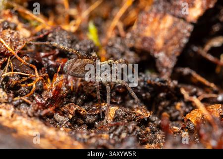 Pardosa saltans, a ground-dwelling wolf spider species from the Lycosidae family, actively hunting in natural habitat without building webs. Stock Photo