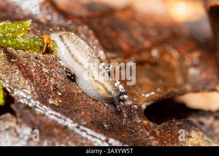 Arion rufus (or Arion vulgaris), a large terrestrial red slug crawling in a moist environment, common in European gardens and forests. Stock Photo