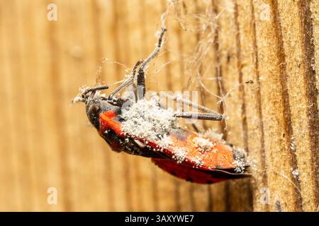 Dead Melanocoryphus albomaculatus with fungal growth on its body, a ...