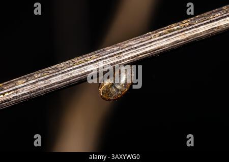 Velvet snail (Aegopinella nitidula) crawling on a plant in a moist, natural forest habitat. Macro view of a glossy-shelled gastropod. Stock Photo