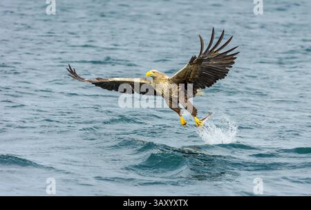 White-tailed Sea Eagle, (Haliaeetus albicilla) grabbing a fish with powerful talons with wings spread.  Facing left, Isle of Mull, Scotland, Copy spac Stock Photo