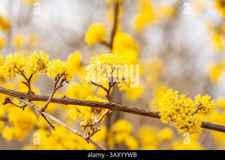 Mimosa tree with bunches of fluffy tender flowers of it. Background of yellow mimosa tree. Concept of holidays and mimosa flower decoration. Spring Stock Photo