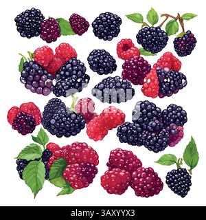 boysenberry vector pattern on white background Stock Vector