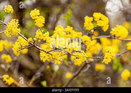 Beautiful bright yellow hairy mimosa flowers close-up. Blooming mimosa tree in early spring waves on wind. Sunny spring day. Acacia dealbata. Fluffy Stock Photo