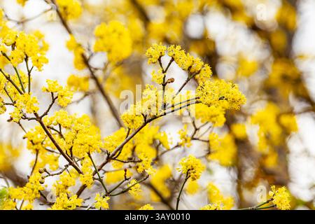 Beautiful Yellow mimosa small flowers in spring garden with sunny bokeh light. Yellow gold flowering mimosa tree. Acacia dealbata tree with gold Stock Photo