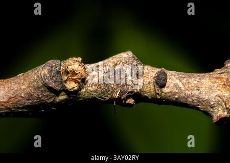 Mangora acalypha, a small green orb-weaver spider, sitting in its web. Common in gardens and forest edges across Europe. Stock Photo