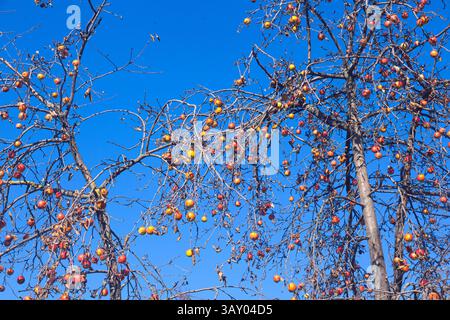 Ripe apples from the old harvest hang on a dry tree. Stock Photo