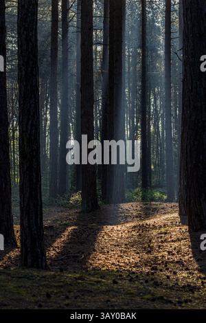Sunlight shining through into woodland in Merseyside, on a sunny morning Stock Photo