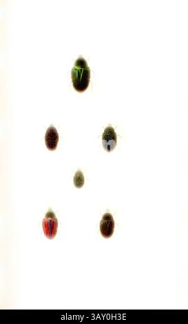 Patera Insect Varies, Jean Baptiste de Stock Photo - Alamy