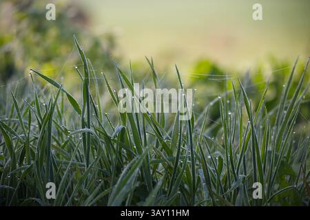 Morning dew glistens on blades of grass, a tranquil scene captured with delicate spiderwebs in the soft light. Stock Photo