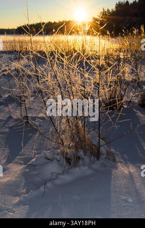 Icecold day by the frozen lake. -24C degrees. Sunset over the ice. Glowing bushes from the frost and the sun. Stock Photo