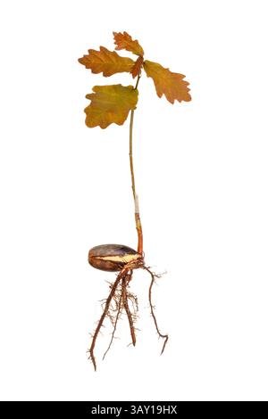 Oak tree seedling with roots isolated on a white background Stock Photo