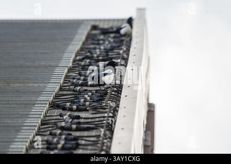 Eurasian magpie (Pica pica) perched on a city rooftop. A clever urban corvid often seen observing from above in European towns. Stock Photo