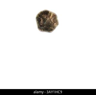 A small, irregularly shaped stone with a mix of dark and light hues, showcasing subtle textures and sparkling flecks. The stone appears to float against a stark, minimal background., European, Rock Specimen, Calcium Phosphate, 1 1/8 x 1 x 1/4 in., Classic art with a modern twist reimagined by Artotop Stock Photo