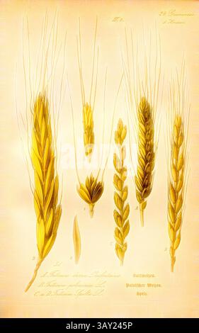 An illustrated guide showcasing various types of wheat, highlighting the unique characteristics and structures of each variety with detailed labeling., Bearded wheat, Polish wheat and spelled, A: Triticum durum Desfontaines., - Bearded Wheat, B: Triticum polonicum L. - Polish Wheat, C and D: Triticum Spelta L. - Spelled, Spelled, Family: 24. Gramineae, 1. Hordeae - Grasses, Barley Grasses, Plate 51, to p. 108 (vol. 1), 1886, Otto Wilhelm Thomé: Prof. Dr. Thomé's Flora von Deutschland, Österreich und der Schweiz in Wort und Bild. Gera-Untermhaus: Verlag von Fr. Eugen Köhler, [1886]., Classic ar Stock Photo