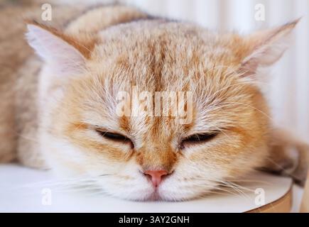 Closeup of a Cute Sleepy Golden Shaded British Shorthair Cat Stock Photo
